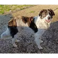 cane - Matr. 2022/1425 - Microchip 380260102072612