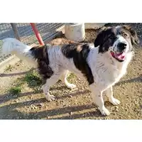 cane - Matr. 2022/1425 - Microchip 380260102072612