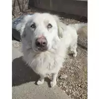 cane - Matr. 2023/1830 - Microchip 380260044730859