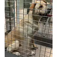 cane - Matr. 2023/2123 - Microchip 380260044929887