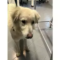 cane - Matr. 2023/2241 - Microchip 380260044732554