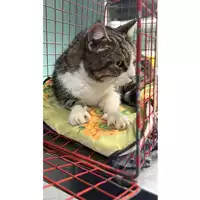 gatto - Matr. 2023/2242 - Microchip 380260044748293