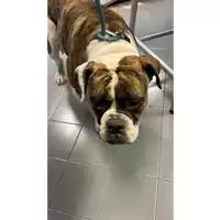 cane - Matr. 2023/2318 - Microchip 380260044979653