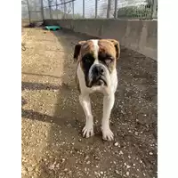 cane - Matr. 2023/2318 - Microchip 380260044979653