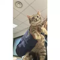 gatto - Matr. 2023/2349 - Microchip 380260044930151