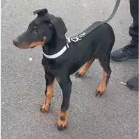 cane - Matr. 2024/0011 - Microchip 380260044732339
