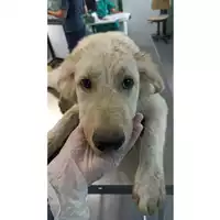 cane - Matr. 2023/1309 - Microchip 380260045072298