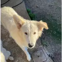 cane - Matr. 2023/1309 - Microchip 380260045072298