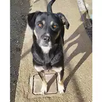 cane - Matr. 2024/0227 - Microchip 380260044979568