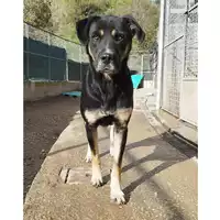cane - Matr. 2024/0227 - Microchip 380260044979568
