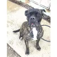 cane - Matr. 2024/0273 - Microchip 380260044930353