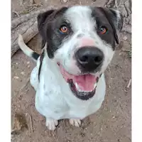 cane - Matr. 2023/1900 - Microchip 380260044750905