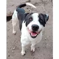cane - Matr. 2023/1900 - Microchip 380260044750905