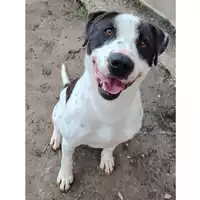 cane - Matr. 2023/1900 - Microchip 380260044750905
