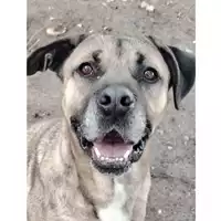 cane - Matr. 2023/1967 - Microchip 380260043519680