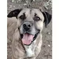 cane - Matr. 2023/1967 - Microchip 380260043519680