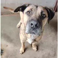 cane - Matr. 2023/1967 - Microchip 380260043519680