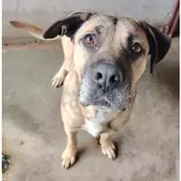 cane - Matr. 2023/1967 - Microchip 380260043519680