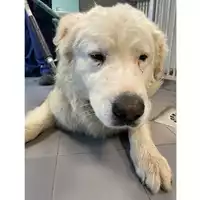 cane - Matr. 2024/0351 - Microchip 380260044998050