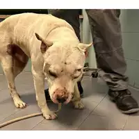 cane - Matr. 2024/0406 - Microchip 380260044997864