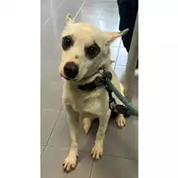 cane - Matr. 2024/0484 - Microchip 380260044997787
