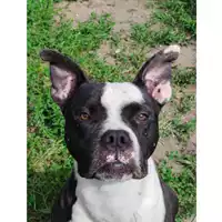 cane - Matr. 2024/0368 - Microchip 380260044998188