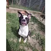 cane - Matr. 2024/0368 - Microchip 380260044998188