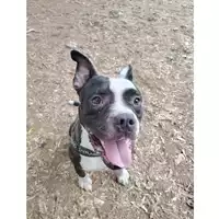 cane - Matr. 2024/0368 - Microchip 380260044998188
