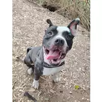 cane - Matr. 2024/0368 - Microchip 380260044998188