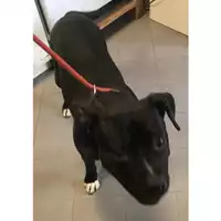 cane - Matr. 2024/0783 - Microchip 380260043286749