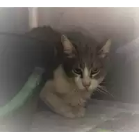 gatto - Matr. 2017/1516 - Microchip 380260043259427
