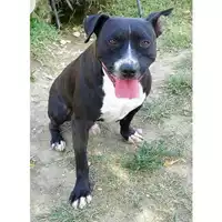cane - Matr. 2016/1975 - Microchip 380260042932241