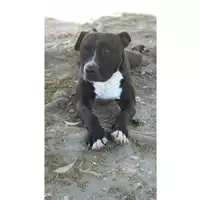cane - Matr. 2016/1975 - Microchip 380260042932241