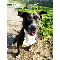 cane - Matr. 2016/1975 - Microchip 380260042932241