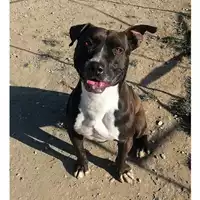 cane - Matr. 2016/1975 - Microchip 380260042932241