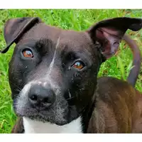 cane - Matr. 2016/1975 - Microchip 380260042932241