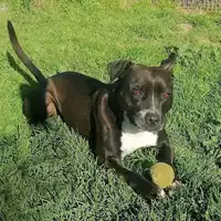 cane - Matr. 2016/1975 - Microchip 380260042932241