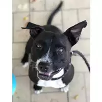 cane - Matr. 2016/1975 - Microchip 380260042932241