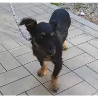 cane - Matr. 2017/1742 - Microchip 380260043269171