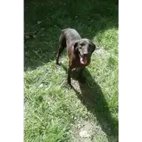 cane - Matr. 2017/0855 - Microchip 972000000498361