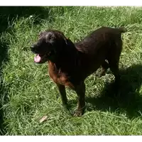cane - Matr. 2017/0855 - Microchip 972000000498361