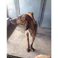 cane - Matr. 2017/0860 - Microchip 380260043268551