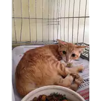 gatto - Matr. 2017/1828 - Microchip 380260043268869