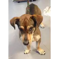 cane - Matr. 2017/0388 - Microchip 380260043148265