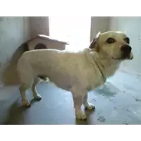cane - Matr. 2017/2233 - Microchip 380260042531730