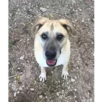 cane - Matr. 2017/0896 - Microchip 380260043268913