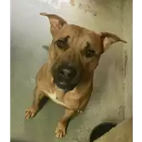 cane - Matr. 2017/2240 - Microchip 380260042531784
