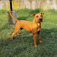 cane - Matr. 2017/2240 - Microchip 380260042531784
