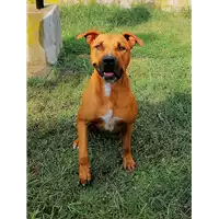 cane - Matr. 2017/2240 - Microchip 380260042531784