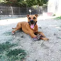 cane - Matr. 2017/2240 - Microchip 380260042531784